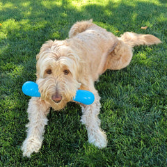 KONG Squeakz Stick Dog Toy – Medium Blue