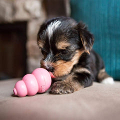 KONG Puppy Toy – X-Small Assorted color