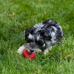 KONG Donut Dog Toy – Small/Medium