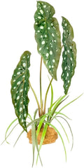 Komodo Standing Plant