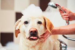 The Original Mane ‘n Tail® Pro-Tect Medicated Shampoo – 32 oz
