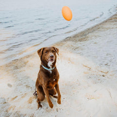 Hound2O Outdoor Dog Toys | Squeaky Football for Dogs, Bright Orange | Durable Toy That Floats for Water Adventures | Interactive Ball for Dogs Made from Non-Toxic Materials