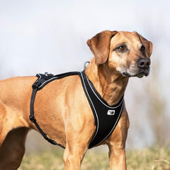 Curli Belka Comfort Harness Black