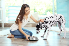 Van Ness Pets Medium Non Tip Stainless Steel Dog Bowl, Food and Water Dish, Wide Base Prevents Spills