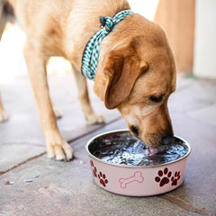 Loving Pets Bella Dog Bowls- Stainless Steel Dog & Cat Bowls - Spill Proof Dog Food Bowl, Cat Bowl, Puppy Essentials & Pet Supplies Great for Home & Travel