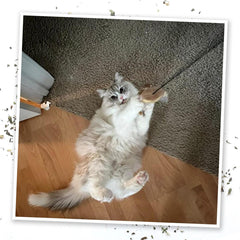 SMARTERPAW Meowijuana Door Jam 'n' Funky Monkey Catnip Toy