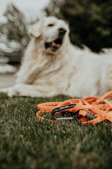 Boss Dog Tactical Polyester Webbing TPU Tracking Leash 20 FT