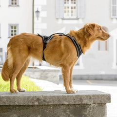 Curli Magnetic Belka Comfort Harness Black