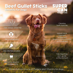 Supercan Bullysticks 6" Beef Braided Gullet Stick 1 ct