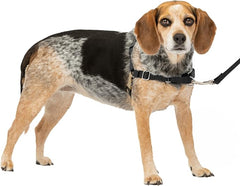 PetSafe Easy Walk No-Pull Dog Harness - The Ultimate Harness to Help Stop Pulling - Take Control & Teach Better Leash Manners - Helps Prevent Pets Pulling on Walks, Petite