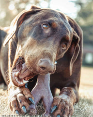 SPOT Bam-Bones Wishbone - Made with Strong Bamboo Fiber, Durable Long Lasting Dog Chew for Light to Moderate Chewers, Great Toy for Adult Dogs & Teething Puppies Under 50lbs, Bacon Flavor