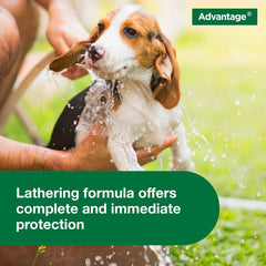 Elanco Advantage Dog Flea & Tick Shampoo for Puppies & Adult Dogs | Kills Fleas & Ticks | 24 oz.