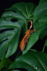 Komodo Standing Plant