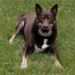 KONG Extreme Donut Dog Toy – Large/X-Large