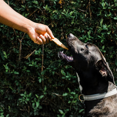 Loving Pets Natural Value All Natural Soft Chew Chicken Tenders Dog Treat