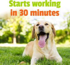 PET NATURALS OF VERMONT DOG BUSY BUTTER EXTRA STRENGTH CALMING PEANUT BUTTER 6OZ