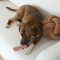 SPOT Bam-Bones Plus T Bone - Bamboo Fiber & Nylon, Durable Long Lasting Dog Chew for Aggressive Chewers – Great Toy for Adult Dogs & Teething Puppies Under 30lbs, Non-Splintering, Beef Flavor