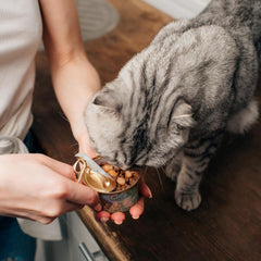Evanger's Organics Turkey & Butternut Squash Dinner for Cats 24pk/5.5 oz