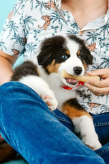 Nylabone Gourmet Style Stick Strong Chew Toy for Puppies, Chicken Flavor, Medium - Up to 35 lbs, 1 Count