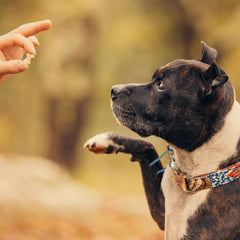 Exclusively Dog Best Buddy Bones Training Treats for Dogs and Puppies - Chicken Flavor, 5.5oz Resealable Bag
