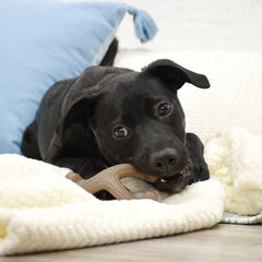 Nylabone Gourmet Style Wishbone Strong Chew Toy for Puppies, Peanut Butter Flavor