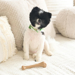 SPOT Bam-Bones Bone - Made with Strong Bamboo Fiber, Durable Long Lasting Dog Chew for Light to Moderate Chewers, Great Toy for Adult Dogs & Teething Puppies under 25lbs, Chicken Flavor