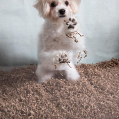 Fibercore ECO BEDDING 99% Dust Free Paper Bedding for Small Pets and Birds, Odor Control
