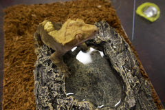 Komodo Habitat Rock Bowl