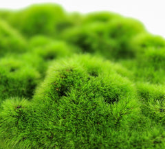 Penn-Plax Aqua-Flora Aquarium Living Resin Decoration with Embedded Glosso Plant Seeds – Moss Patch – Safe and Healthy for Freshwater Fish