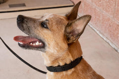 Starmark Pro-Training Dog Collar Add-A-Link Large