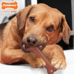 Nylabone Original Bone Power Chew Toy for Dogs, Durable Dog Toys for Aggressive Chewers, Basted Blast Bacon & Chicken Flavor, Medium