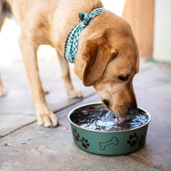 Loving Pets Bella Dog Bowls- Stainless Steel Dog & Cat Bowls - Spill Proof Dog Food Bowl, Cat Bowl, Puppy Essentials & Pet Supplies Great for Home & Travel