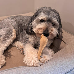 SPOT Dura-Fused Leather Small Bone – Real Leather & Jute Fabric, Double-Stitched & Durable, Squeaky Interactive Chew Toy for Moderate Chewers, Small & Medium Dogs, Soft Stuffed Fetch Toy