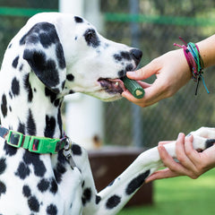 Ark Naturals® Brushless™ Toothpaste Dog Dental Chew