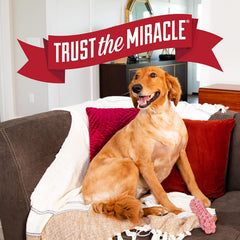 Nature’s Miracle Advanced Platinum Puppy Potty Training Spray, Dog Training Aid