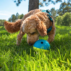 Nina Ottosson Treat Tumble Interactive Puzzle Ball Dog Toy, Level 1 Beginner, Blue, Small