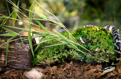 Galápagos Tropicoco® Husk Bedding for Reptiles, Amphibians, & Terrariums High Absorbency, Eco-Friendly, Dust-Free Perfect for Water Dragons, Tortoises, Snakes, & More, 8QT Compressed Brick