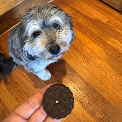 Exclusively Dog Carob Sandwich Cremes Cookies - All Natural Dog Treats, No Animal Byproducts, Baked in The USA, Ideal for Medium to Large Dogs - Carob Flavor, 8oz Bag