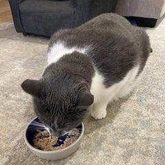 SPOT Ceramic Dish - Whisker-Friendly, Low-Edge Saucer for Cats, Birds, Reptiles, Ideal for Wet or Dry Food, Dishwasher Safe, 5.25-inch Diameter, Capacity: 2 Cups (16 Oz)
