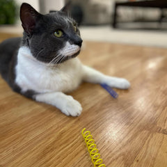 SPOT Thin Colorful Springs Cat Toys - Bouncy Coils for Medium Indoor Cat Breeds to Bite, Swat, Chase - Keeps Cats & Kittens Entertained for Hours - 3 inches Long, 10 Pcs, Multi Colors