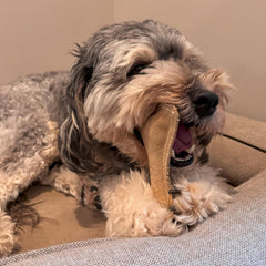 SPOT Dura-Fused Leather Bone - Dog Toy with Squeaker, Made With Real Leather and Jute Fabric, Interactive Toy for Aggressive Chewers, Durable Squeaky Toy for Dogs and Puppies, Small - 7in