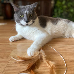 SPOT Fishing Rod 'N Reel Kitty Teaser - Cat Toy Fishing Pole Casts a Line Over 7 Feet with Working Reel Locks in Line When You Make Your Catch, Feather End Teases and Entices Cats to Pounce and Chase