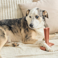 SPOT Bam-Bones Plus T Bone - Bamboo Fiber & Nylon, Durable Long Lasting Dog Chew for Aggressive Chewers – Great Toy for Adult Dogs & Teething Puppies Under 90lbs, Non-Splintering, 7in, Beef Flavor