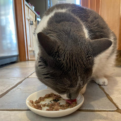 SPOT I Love Cats Round Cat Food Dish - Ceramic Plate with Low Edges, Saucer with Whisker-Friendly Shape and Low Profile Sides, Ideal for Wet or Dry Cat Food, Dishwasher Safe- 5 inch- 1 Cup (8Oz)