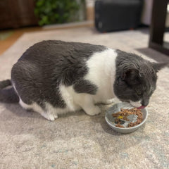 SPOT Best Friends Oval Cat Food Dish - Ceramic Plate with Low Edges, Saucer with Whisker-Friendly Shape and Low Profile Sides, Ideal for Wet or Dry Cat Food, Dishwasher Safe, 6in, Light Grey