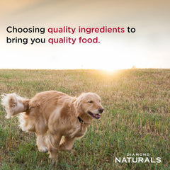 Diamond Naturals Beef Dinner Can Dog 12/13.2oz