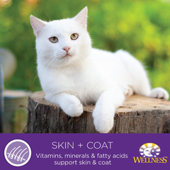 Wellness Complete Health Grain Free Turkey & Salmon Natural Wet Canned Cat Food