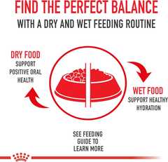 Royal Canin Dachshund Adult Breed Specific Wet Dog Food