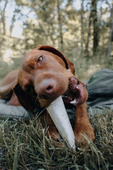 Cadet Stuffed Shin Bone - Highly Digestible, High Protein, Long-Lasting Dog Chew Bone for Aggressive Chewers, Supports Dental Health, - Chicken Flavor, Large