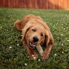 Cadet Smart Hide Rawhide Free Dog Treats – Oat Coated